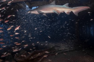 Sand Tiger